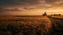 Golden plains under a big sky